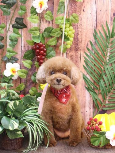 20230806フーちゃん